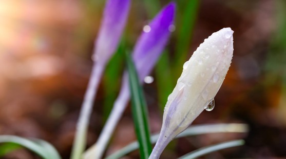 Image of a crocus