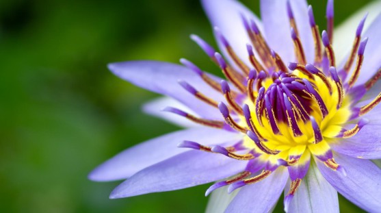 Close up image of a flower