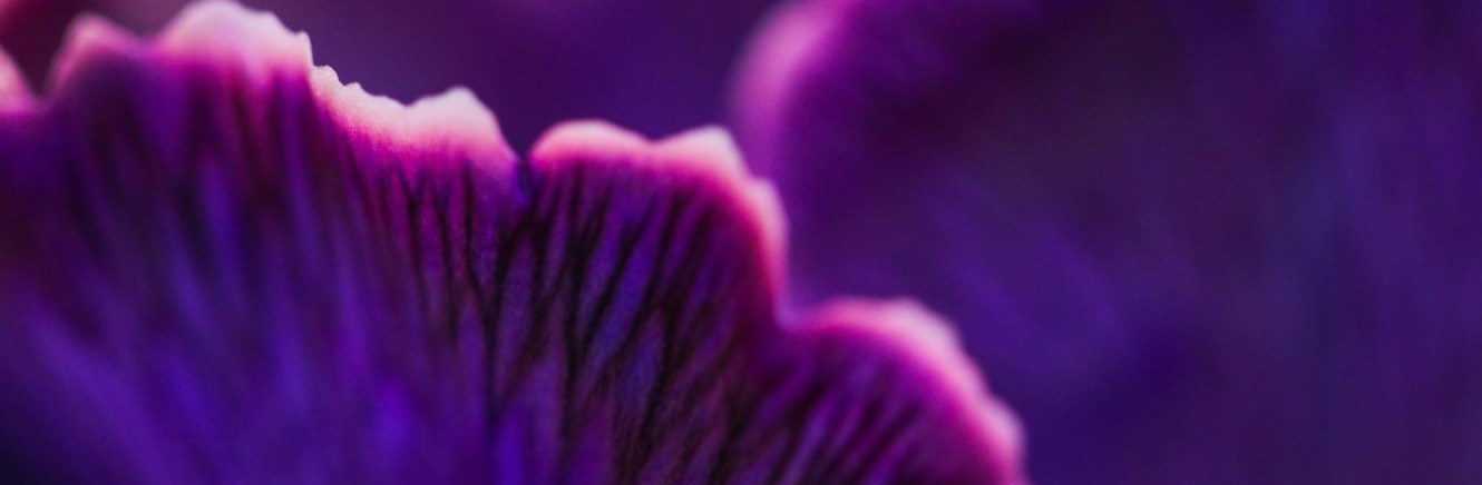 Close up image of a flower