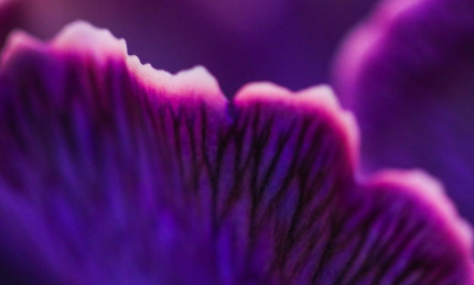 Close up image of a flower