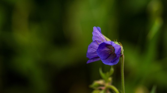 A close up photo of a flower